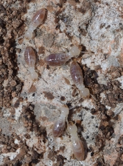 Reticulitermes grassei