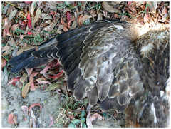Buteo trizonatus