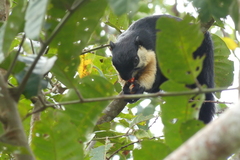 Ratufa bicolor