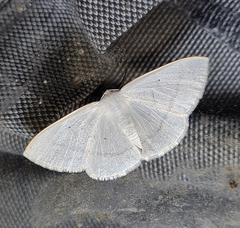 Lomographa margarita