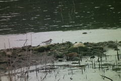 Gallinago