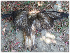Buteo trizonatus