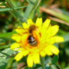 Dasypoda hirtipes