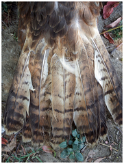 Buteo trizonatus