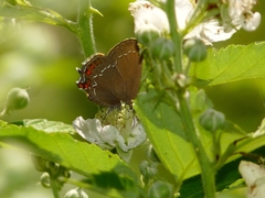 Satyrium ilicis