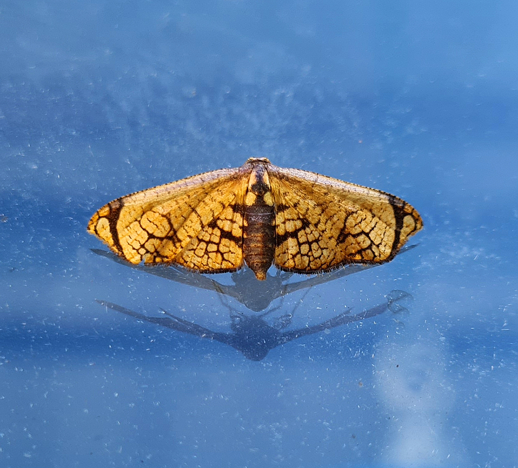 Rhodoneura fimbriata