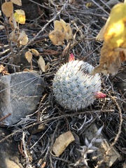Mammillaria albilanata