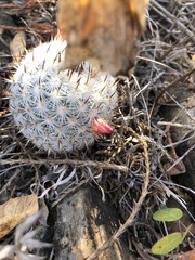 Mammillaria albilanata