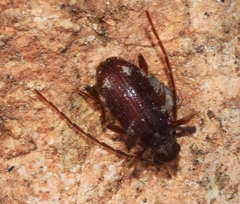 Ptinus dubius