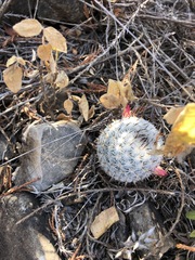 Mammillaria albilanata