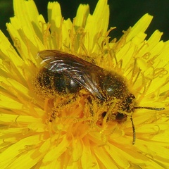 Colletes cunicularius