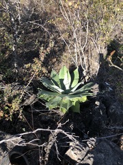 Agave potatorum