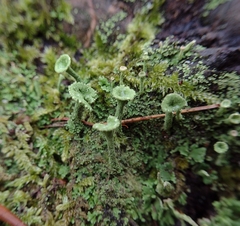 Cladonia fimbriata