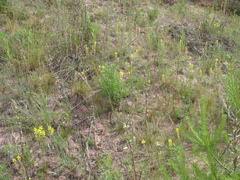 Erysimum canum