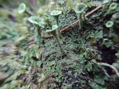 Cladonia fimbriata