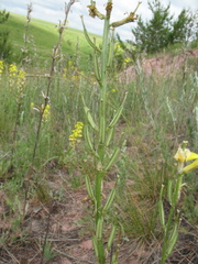 Erysimum canum