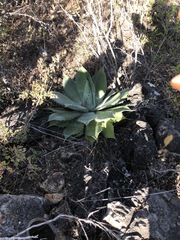 Agave potatorum