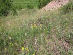 Erysimum canum