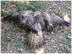 Buteo trizonatus
