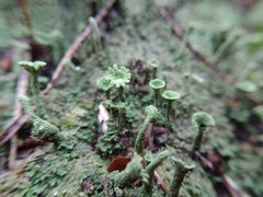 Cladonia fimbriata