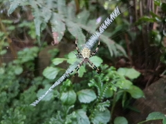 Argiope australis