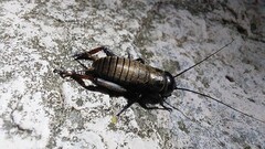 Gryllus campestris