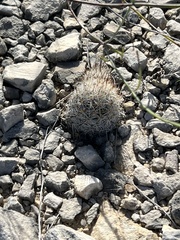 Escobaria emskoetteriana