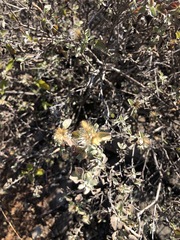 Lippia graveolens