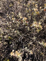 Lippia graveolens