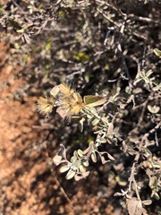 Lippia graveolens