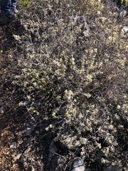 Lippia graveolens