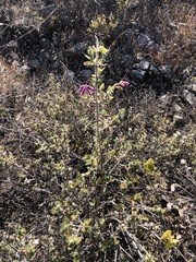 Salvia semiatrata