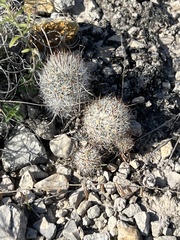 Escobaria emskoetteriana