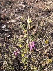 Salvia semiatrata