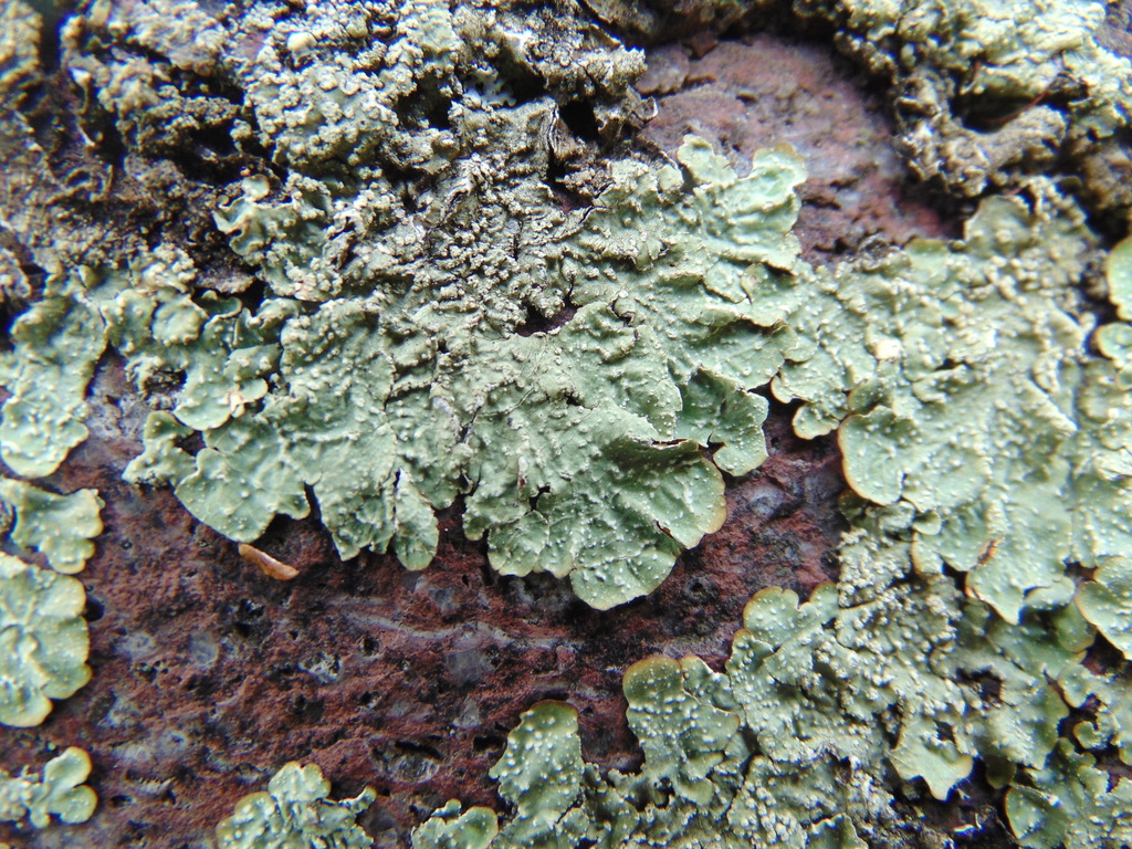Flavopunctelia borrerioides