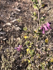 Salvia semiatrata