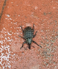 Molytinae