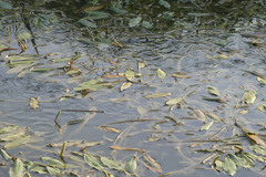 Potamogeton coloratus