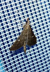 Dolicharthria punctalis