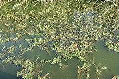 Potamogeton coloratus