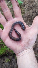 Octodrilus complanatus