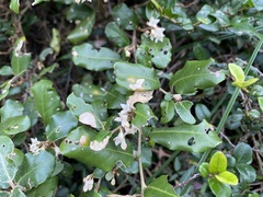 Elaeagnus oldhamii