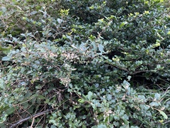 Elaeagnus oldhamii