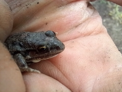 Leptodactylus latinasus