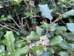 Elaeagnus oldhamii