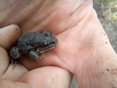 Leptodactylus latinasus