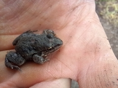 Leptodactylus latinasus