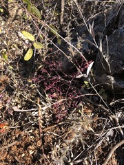 Lopezia racemosa