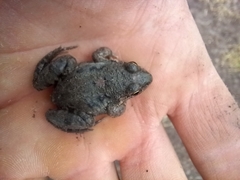 Leptodactylus latinasus