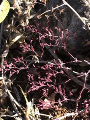 Lopezia racemosa